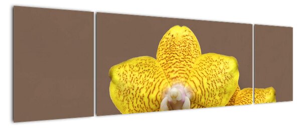 Žlutá orchidej - obraz (170x50cm)