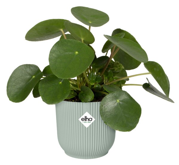 Obal Vibes Fold 16 cm, zelená
