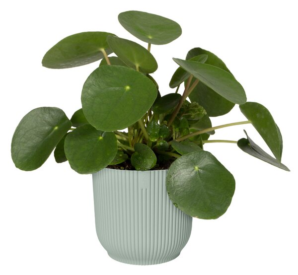 Obal Vibes Fold 16 cm, zelená