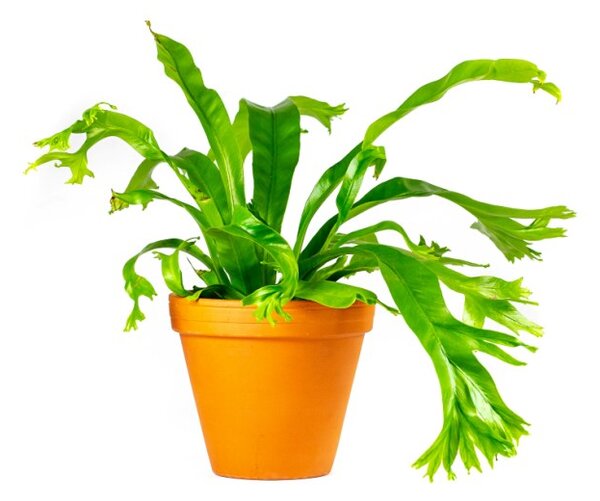 Asplenium amy, průměr 12 cm Sleziník
