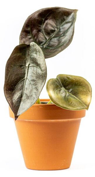 Alocasia cuprea Red Secret, průměr 6 cm Alokásie, Alokázie