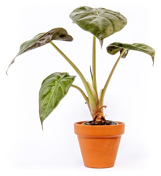 Alocasia mix, průměr 6 cm Alokásie, Alokázie