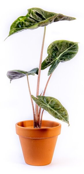 Alocasia mix, průměr 6 cm Alokásie, Alokázie