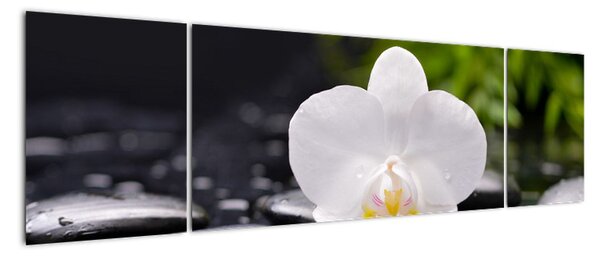 Fotka květu orchideje - obraz auta (170x50cm)