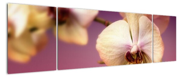 Obraz - orchidej (170x50cm)