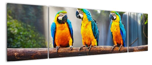Obraz - papoušci (170x50cm)