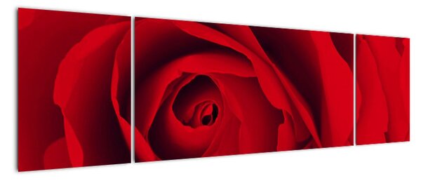 Detail červené růže - obraz (170x50cm)