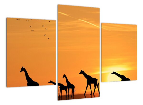 Moderní obraz - žirafy (90x60cm)