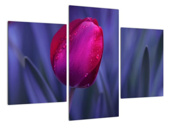 Obraz - tulipán (90x60cm)