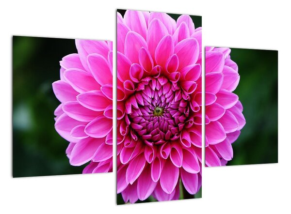 Obraz růžového květu (90x60cm)