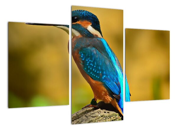Obraz - barevný pták (90x60cm)