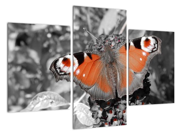 Oranžový motýl - obraz (90x60cm)