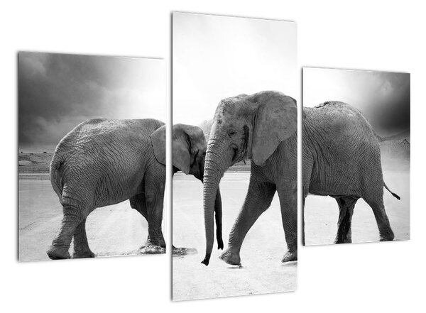Obraz - sloni (90x60cm)