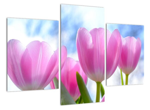 Obraz růžových tulipánů (90x60cm)