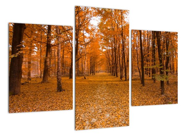 Obraz lesní cesty (90x60cm)