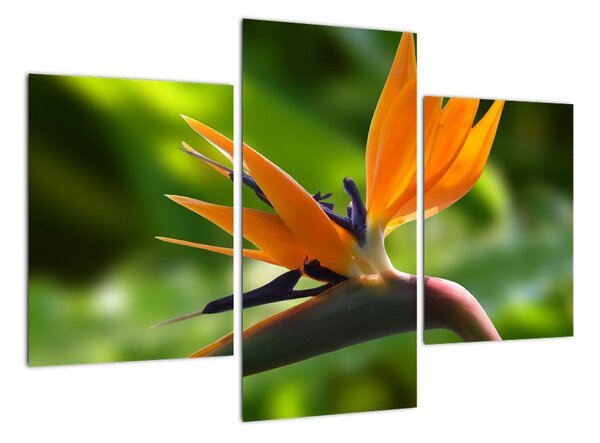 Detail květu - obraz (90x60cm)