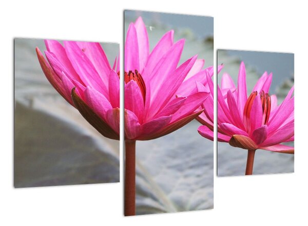Obraz dvou květů (90x60cm)