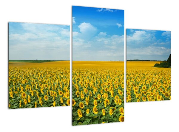 Obraz pole slunečnic (90x60cm)