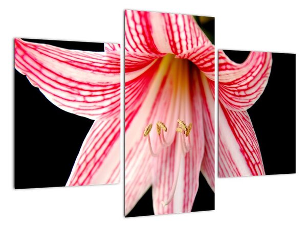 Obraz květiny (90x60cm)