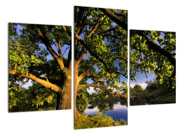 Obraz stromu (90x60cm)