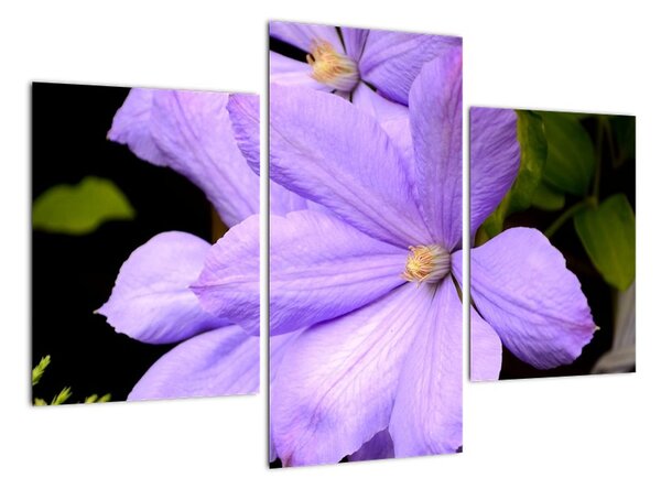 Obraz květu (90x60cm)
