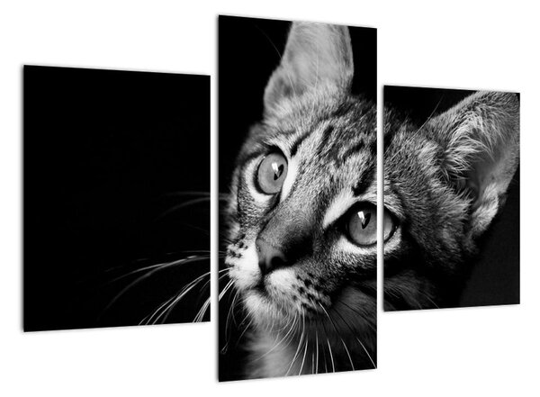 Obraz kočky (90x60cm)
