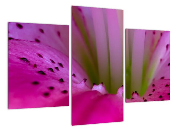 Detail květu - moderní obraz (90x60cm)