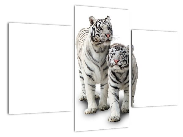Tygr bílý - obraz (90x60cm)