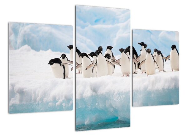 Tučňáci - obraz (90x60cm)