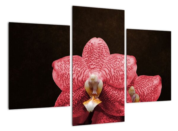 Růžová orchidej - obraz (90x60cm)