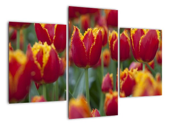 Tulipánové pole - obraz (90x60cm)