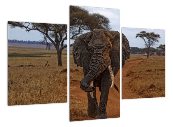 Obraz slona (90x60cm)