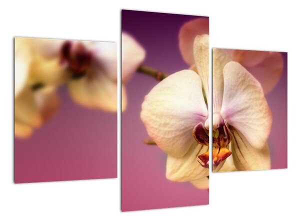 Obraz - orchidej (90x60cm)
