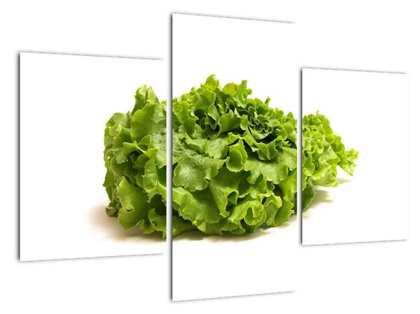 Salát - obraz (90x60cm)