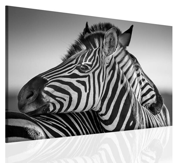 Černobílý obraz zebry Velikost (šířka x výška): 30x20 cm
