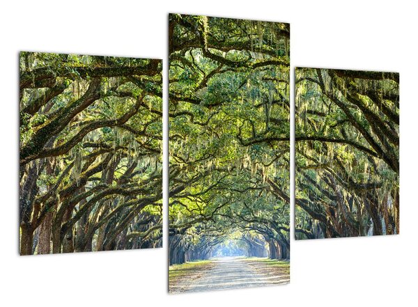Aleje stromů - obraz (90x60cm)
