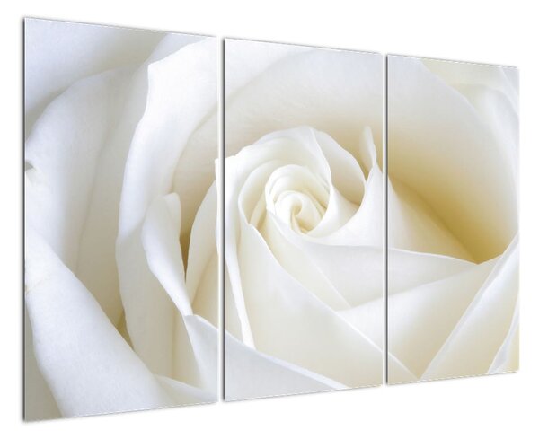 Obraz bílé růže (120x80cm)