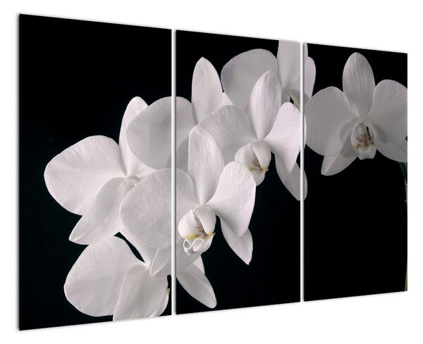 Obraz - bílé orchideje (120x80cm)