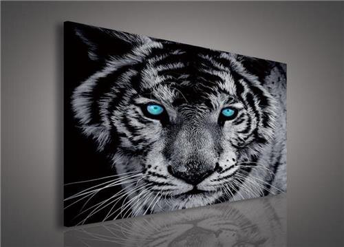 Obraz na plátně tygr tyrkysové oči 130AO1, 75 x 100 cm, IMPOL TRADE