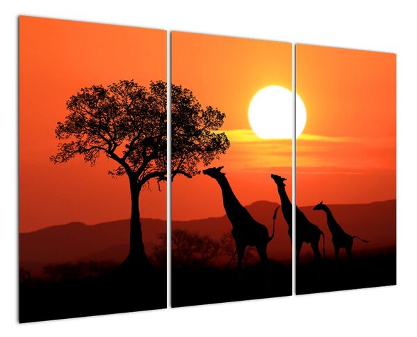 Obraz žirafy při západu slunce (120x80cm)