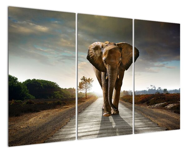 Obraz kráčejícího slona (120x80cm)
