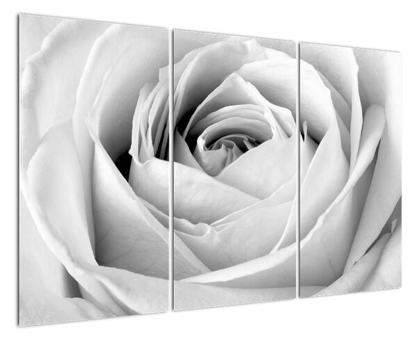 Černobílý obraz růže (120x80cm)