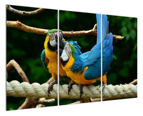 Obraz papoušků na laně (120x80cm)