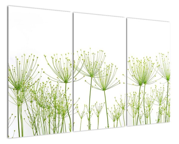 Obraz rostlin na bílém pozadí (120x80cm)