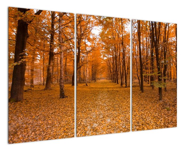 Obraz lesní cesty (120x80cm)