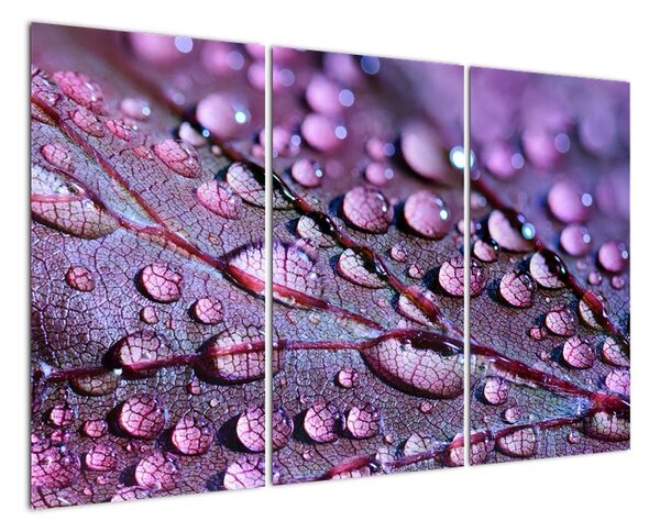 Kapky na listu - moderní obraz (120x80cm)