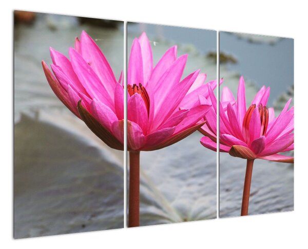 Obraz dvou květů (120x80cm)