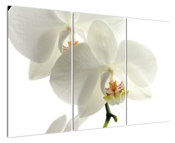 Obraz orchideje (120x80cm)