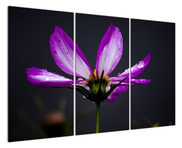 Obraz - květiny (120x80cm)