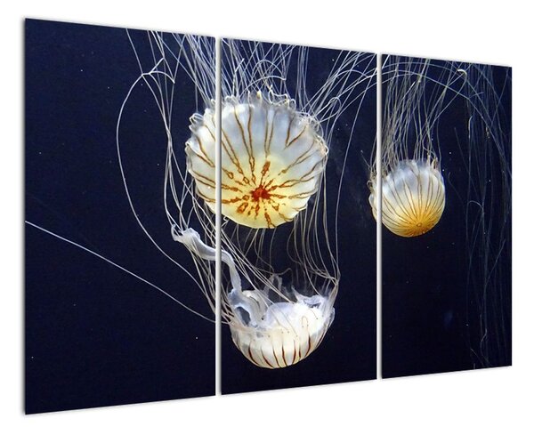 Obraz - medúzy (120x80cm)